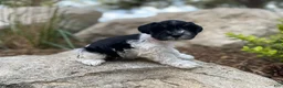 Miniature Schnauzer dogs for sale: Lily - Ad 1