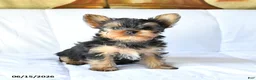 Yorkshire Terrier dogs for sale: Ace - Ad 4