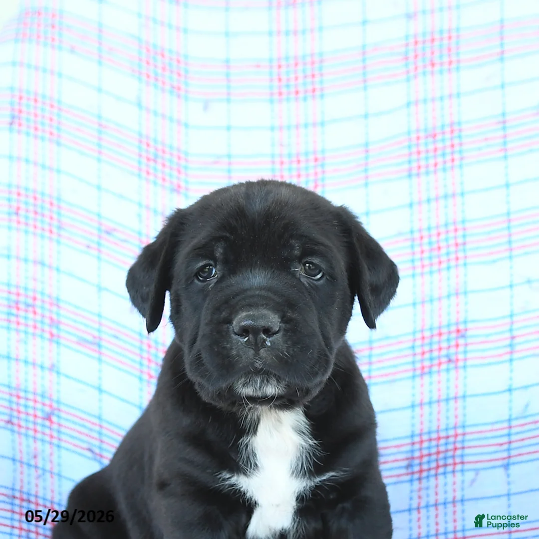 Cane Corso dogs for sale: Stanley - Ad 5