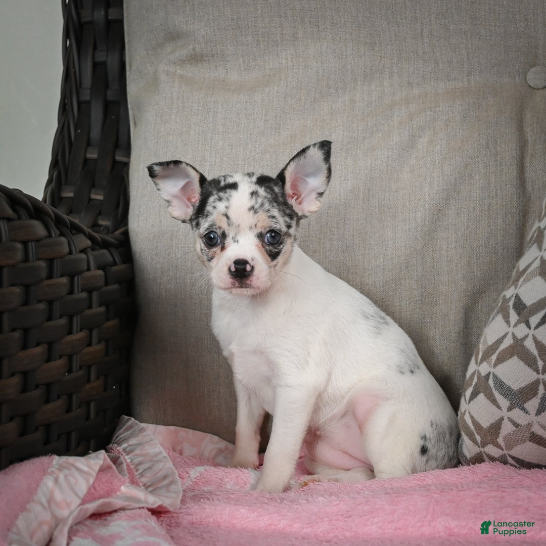 Chihuahua dogs for sale: Bella - Ad 7