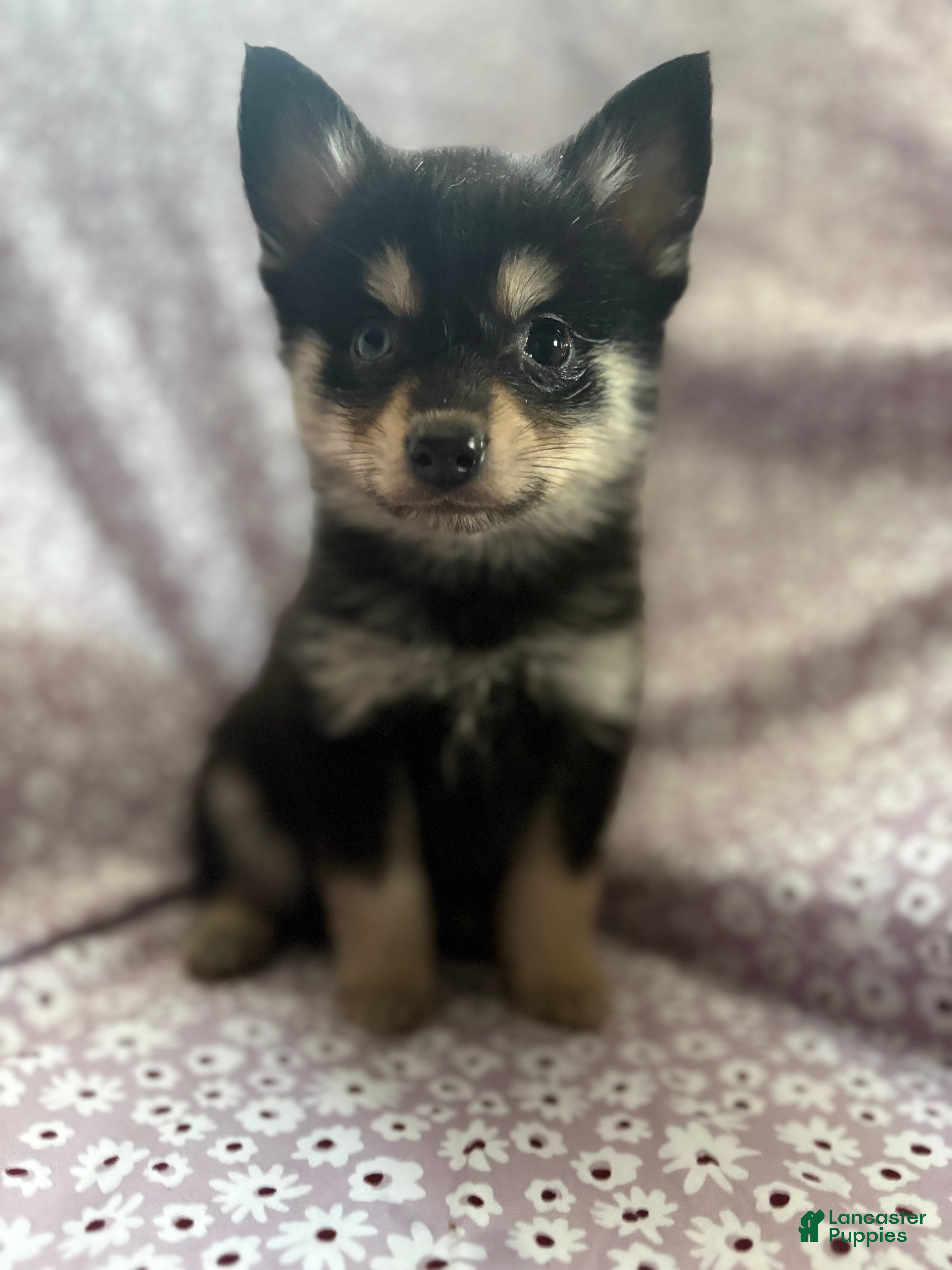 Pomsky dogs Scar Pomsky Puppy 4 - Ad 9