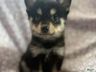 Pomsky dogs Scar Pomsky Puppy 4 - Ad 9