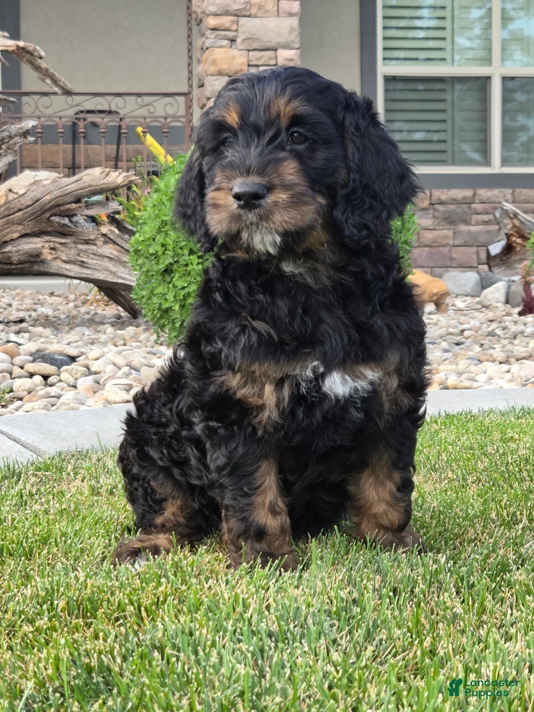 Goldendoodle dogs for sale: Rosie - Ad 2
