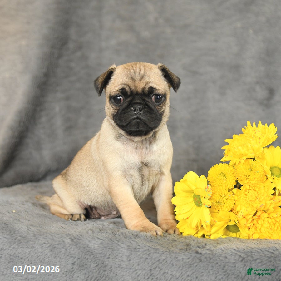 Pug dogs Peaches - Ad 1