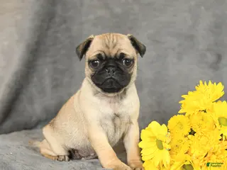 Pug dogs for sale: Peaches - Ad 4