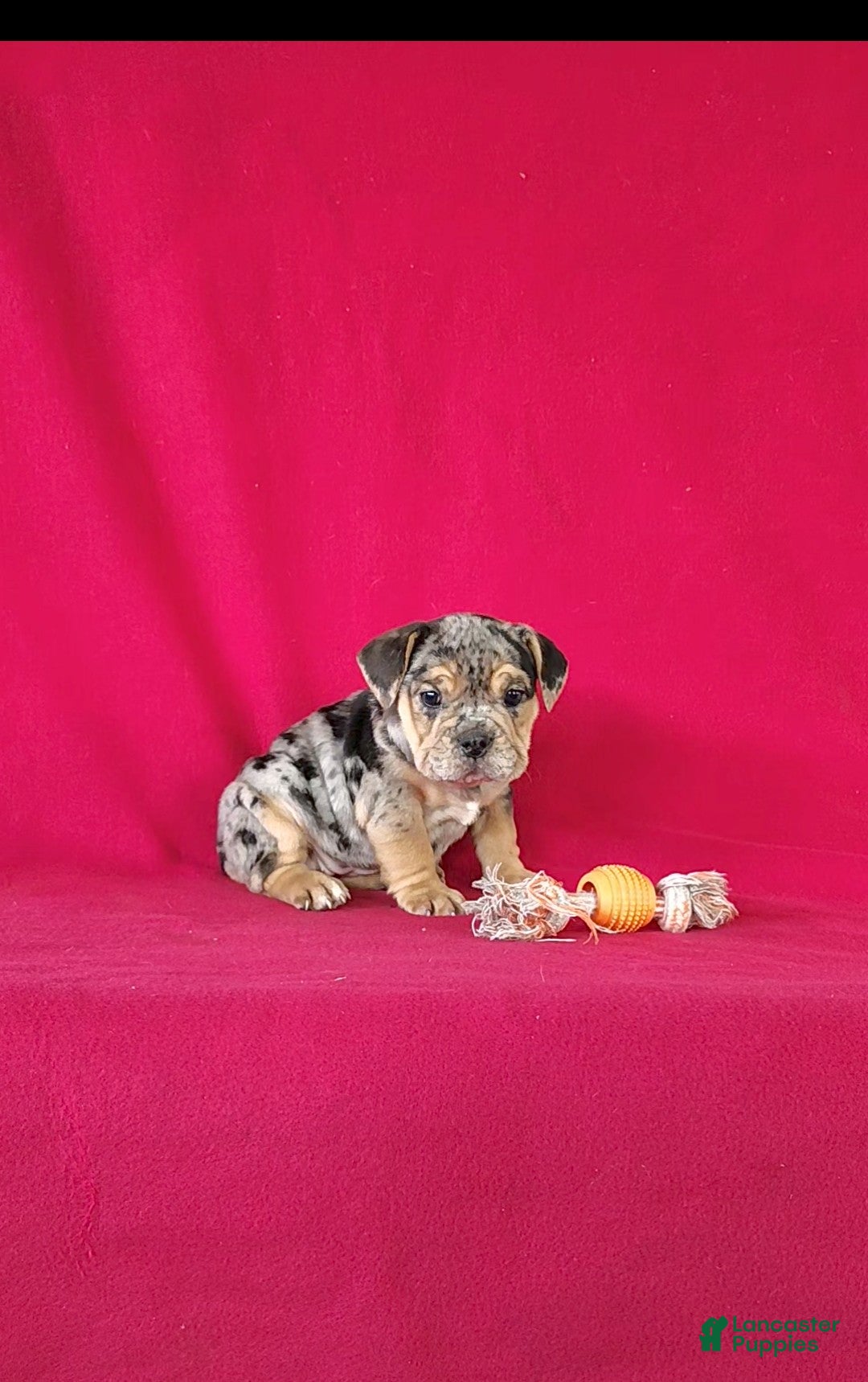 Mixed Breed dogs for sale: Brynn - Ad 3