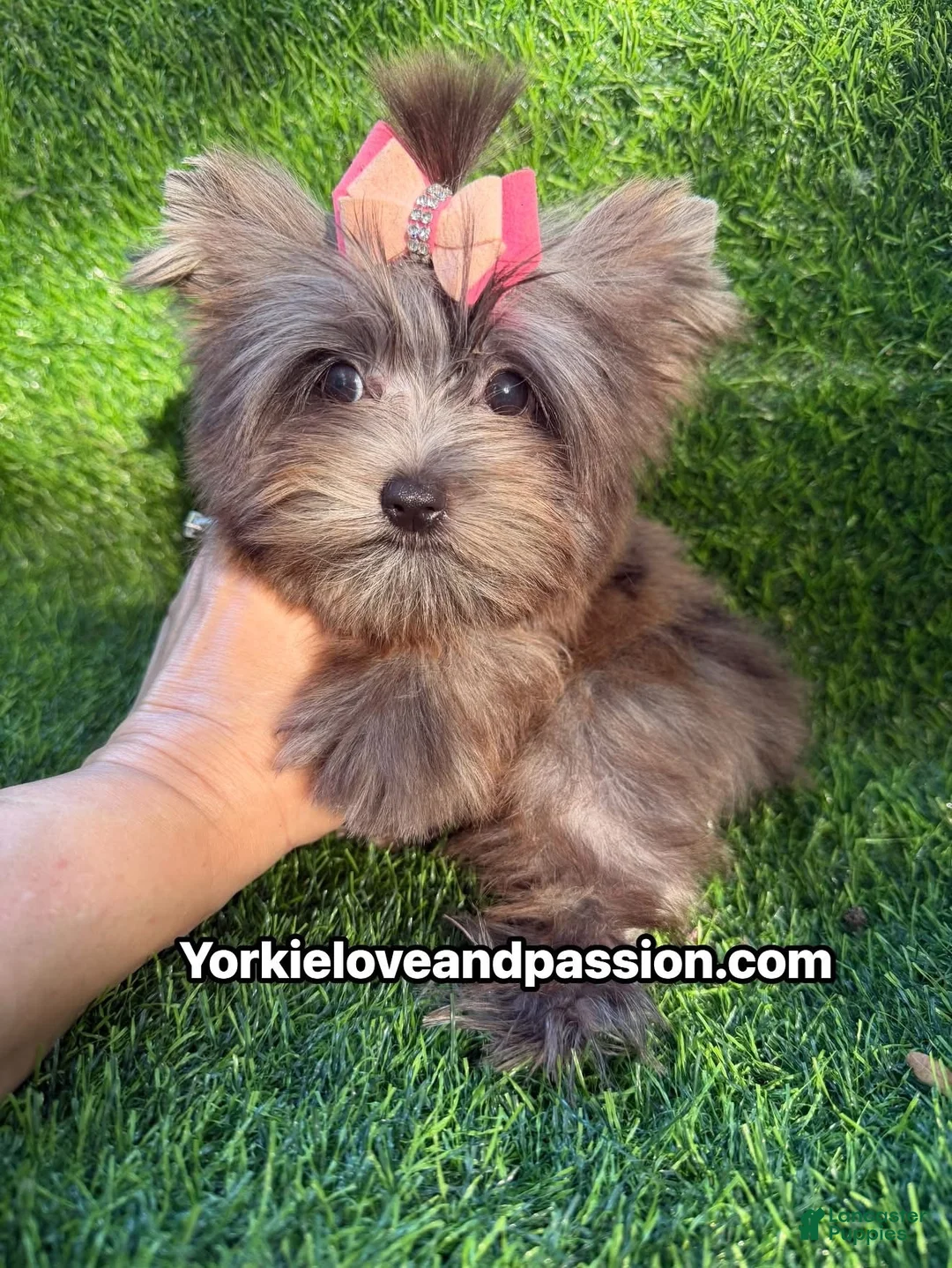 Yorkshire Terrier dogs for sale: Small black Merle female  - Ad 1