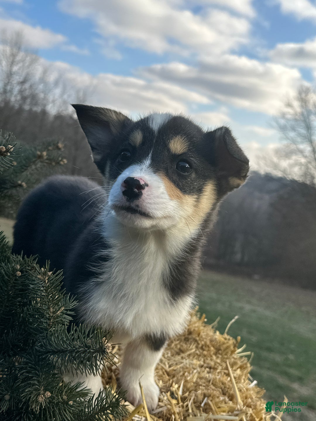 Welsh Corgi Pembroke dogs for sale: Jackson - Ad 3