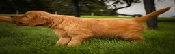 Golden Retriever dogs for sale: Hunter💙 - Ad 13