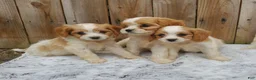 Cavachon dogs for sale: Blizzard - Ad 7