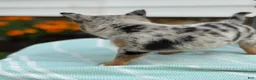 Chihuahua dogs for sale: Koda - Ad 9