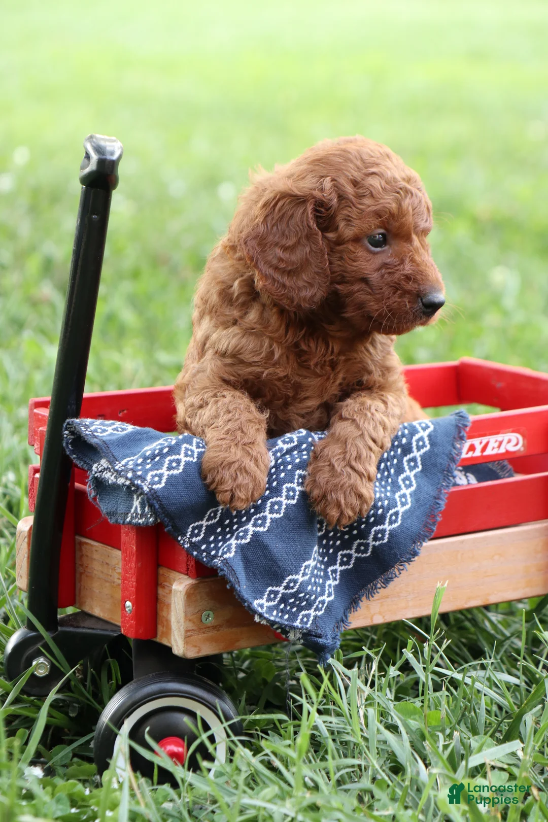 Mini Goldendoodle dogs for sale: Andy - Ad 2