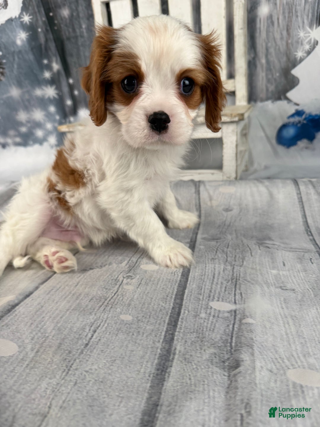 Cavalier King Charles Spaniel dogs for sale: Rascal - Ad 7
