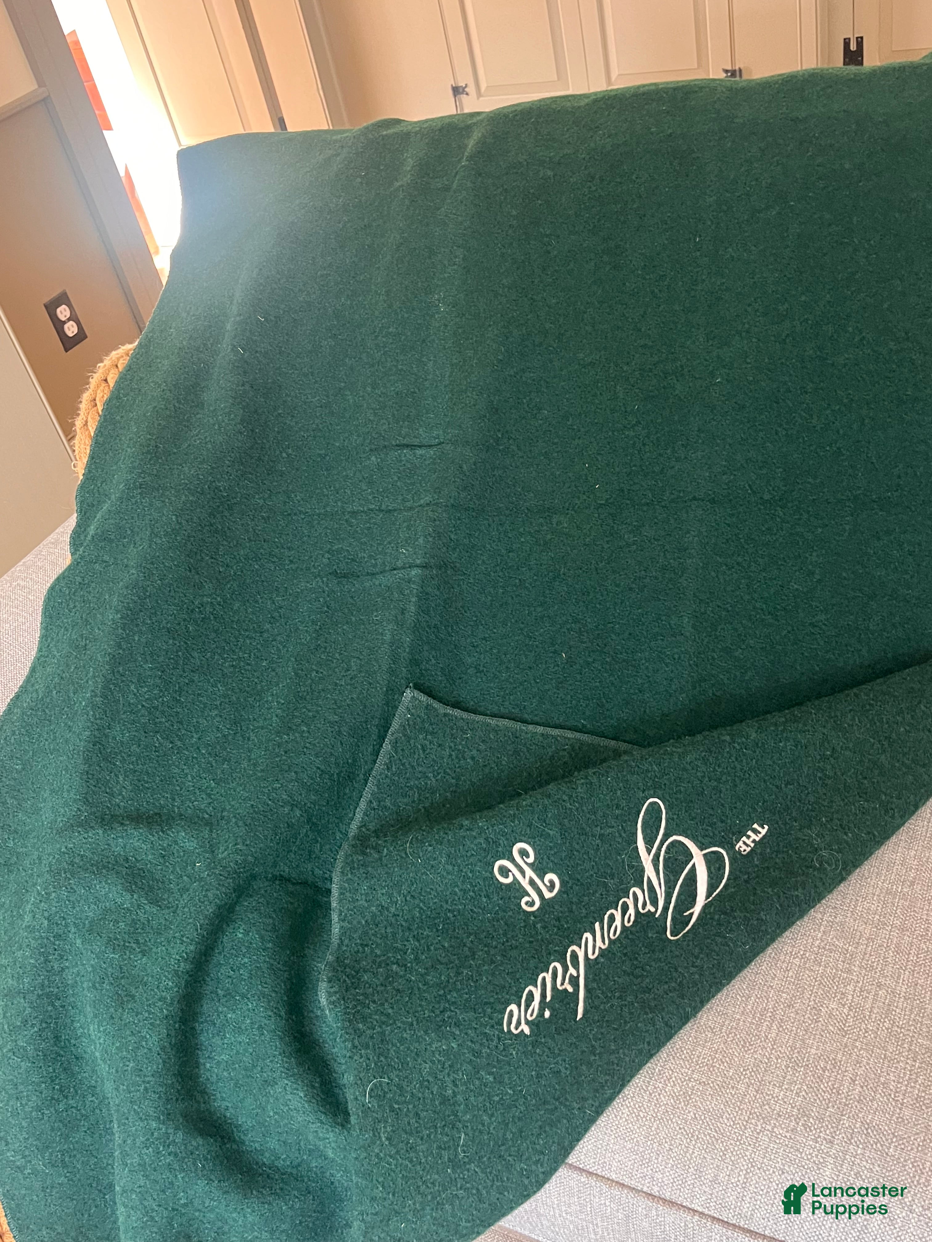 Greater Swiss Mountain Dog dogs Vera🐾❤️AKC Hip Cert🐾❤️Call 717-859-8731 - Ad 14