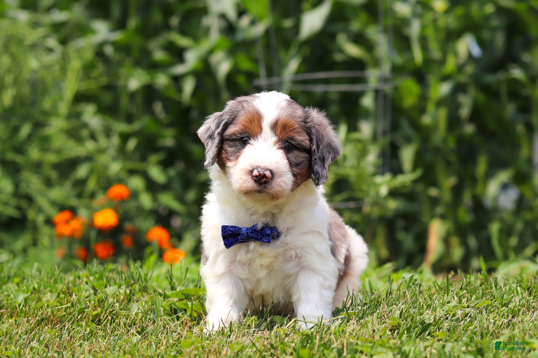 Mini Bernedoodle dogs Gordon - Ad 1