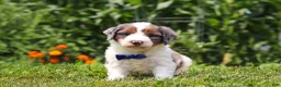 Mini Bernedoodle dogs for sale: Gordon - Ad 1