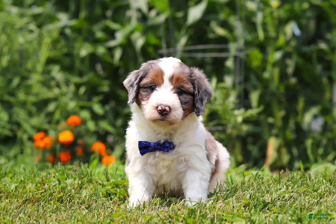 Mini Bernedoodle dogs for sale: Gordon - Ad 1