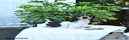 Miniature Dachshund dogs for sale: Bubbles - Ad 5