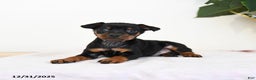 Miniature Pinscher dogs for sale: Laser - Ad 1