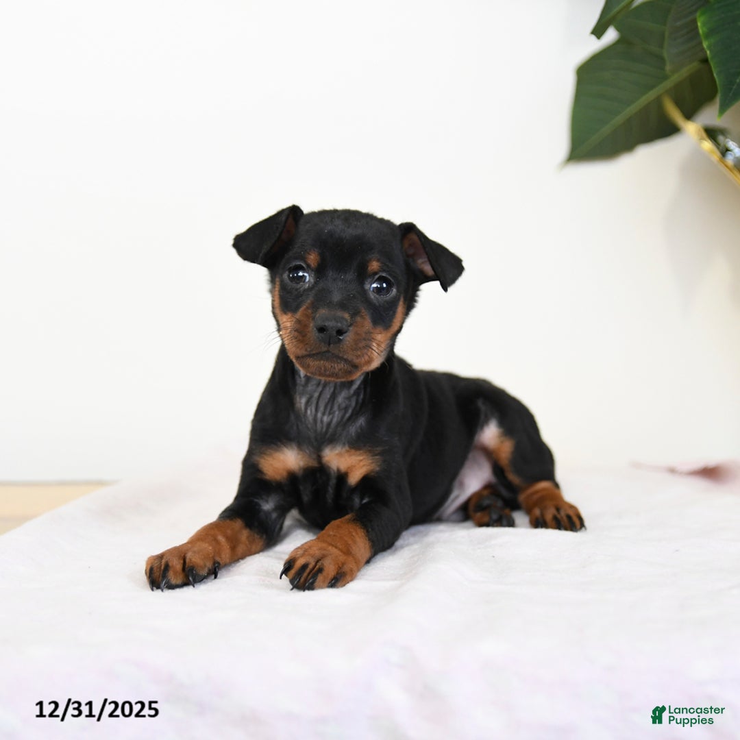 Miniature Pinscher dogs for sale: Laser - Ad 1
