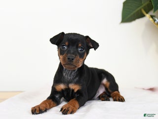 Miniature Pinscher dogs Laser - Ad 19