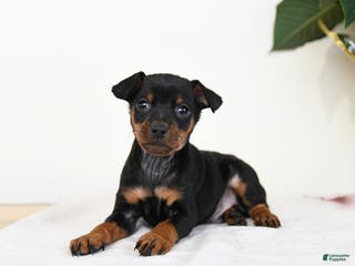 Miniature Pinscher dogs Laser - Ad 13