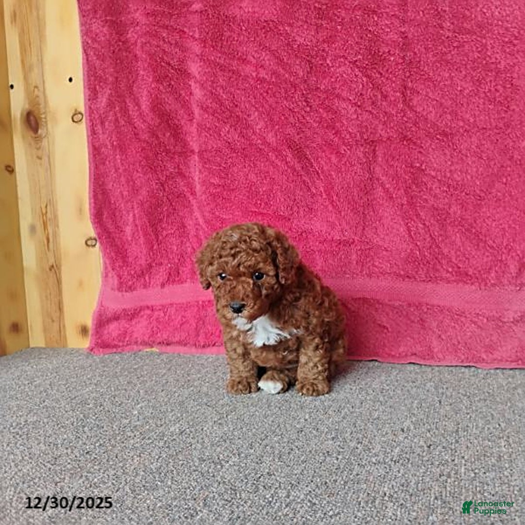 Toy Poodle dogs for sale: Charlie - Ad 10