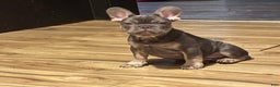 French Bulldog dogs for sale: Armani - Ad 10