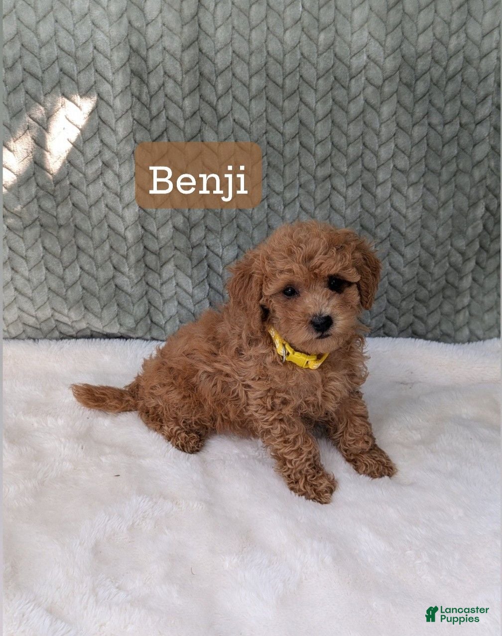 Bichpoo dogs Benji  - Ad 1