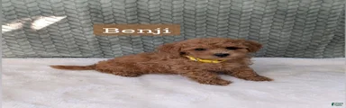 Benji 