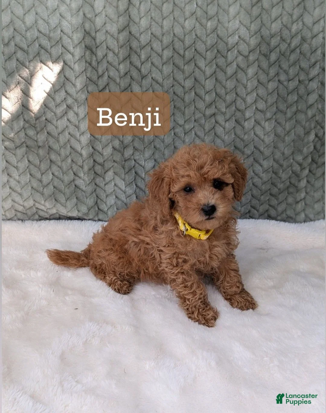 Bichpoo dogs for sale: Benji  - Ad 1