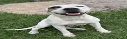 American Bulldog dogs for sale: American Bulldog Puppy  - Ad 2