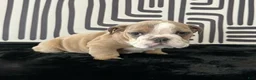 English Bulldog dogs for sale: Bongo - Ad 8