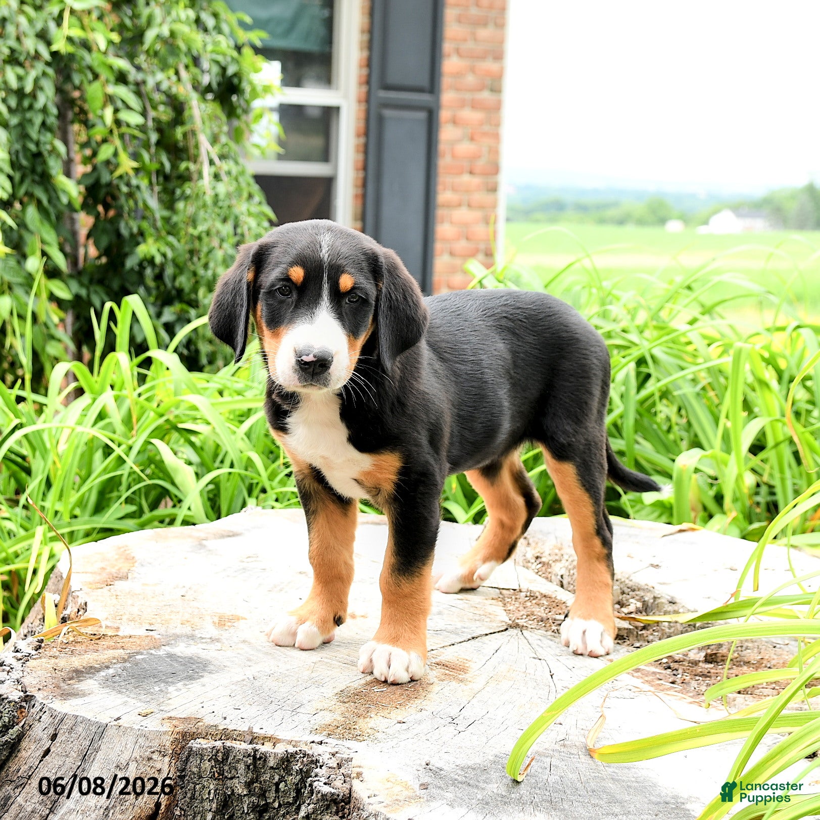 Greater Swiss Mountain Dog dogs Trudi - Ad 1