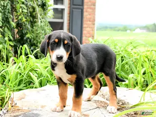 Greater Swiss Mountain Dog dogs for sale: Trudi - Ad 4