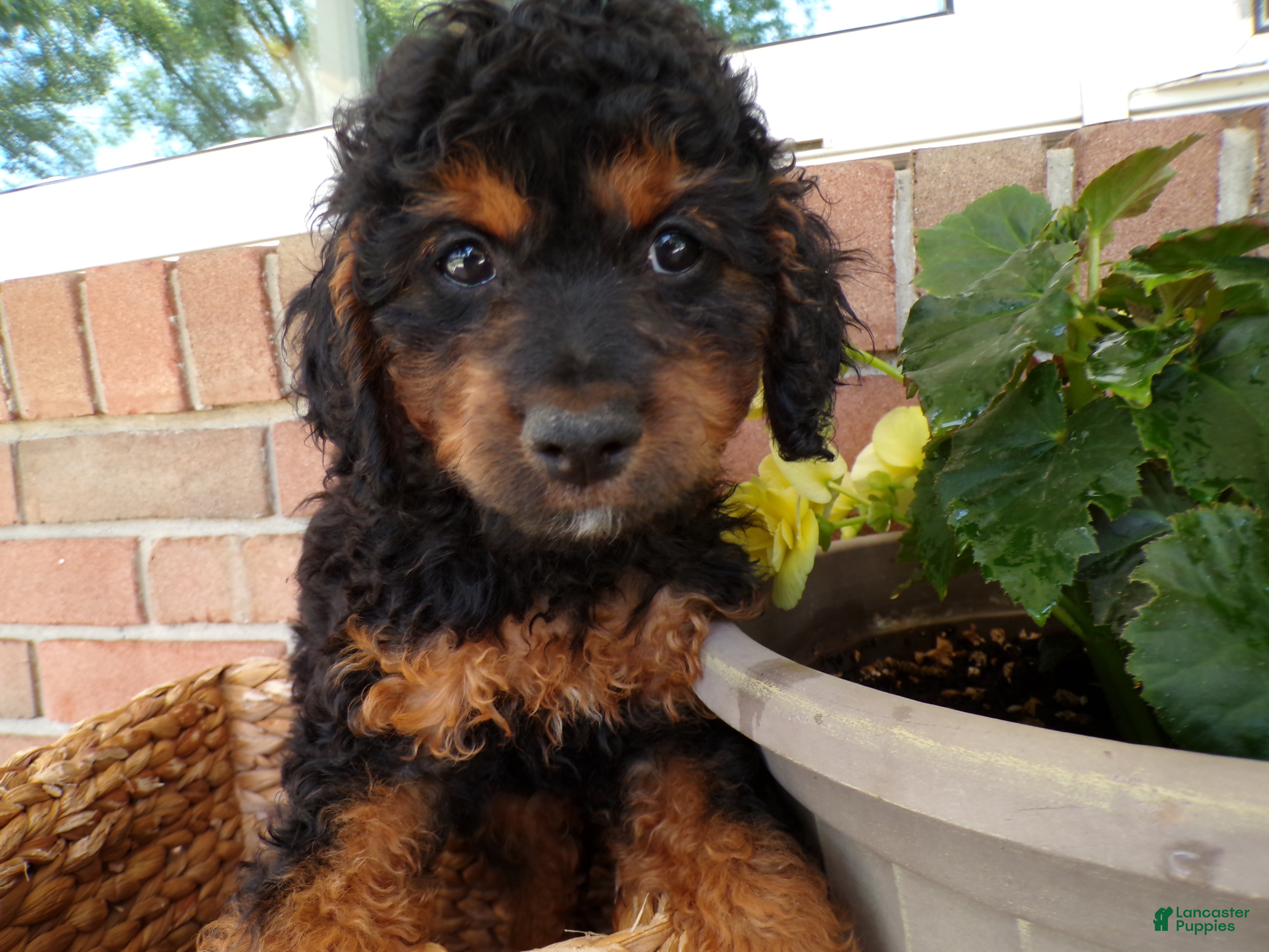Cockapoo dogs Cassie - Ad 1