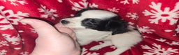Chihuahua dogs for sale: Longhair Domino boy - Ad 3