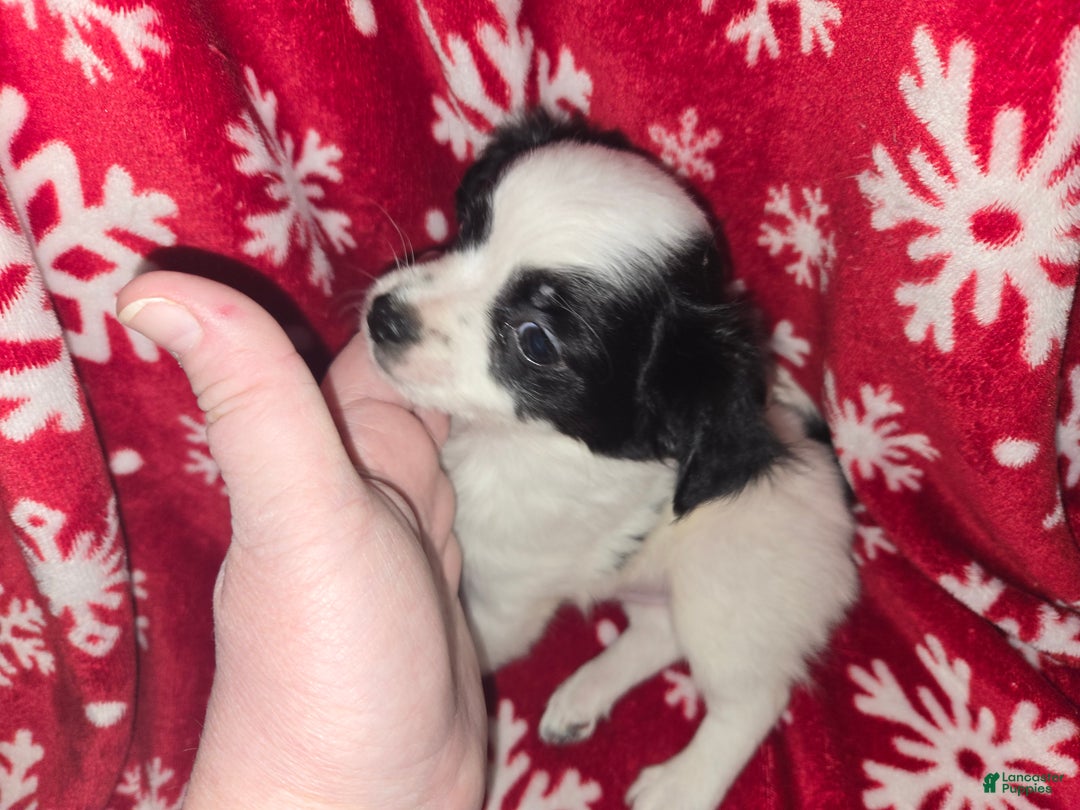 Chihuahua dogs for sale: Longhair Domino boy - Ad 3