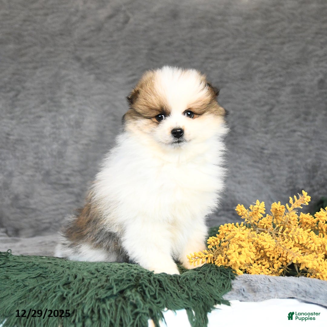 Pomeranian dogs for sale: Forrest - Ad 3