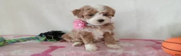 Cavapoo dogs for sale: Pinky  - Ad 5