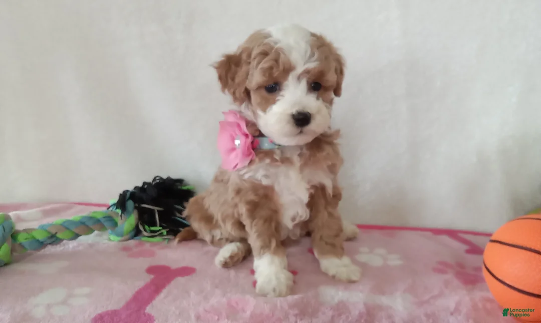 Cavapoo dogs for sale: Pinky  - Ad 5