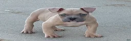 American Bully dogs for sale: American Bully 1 - Ad 9