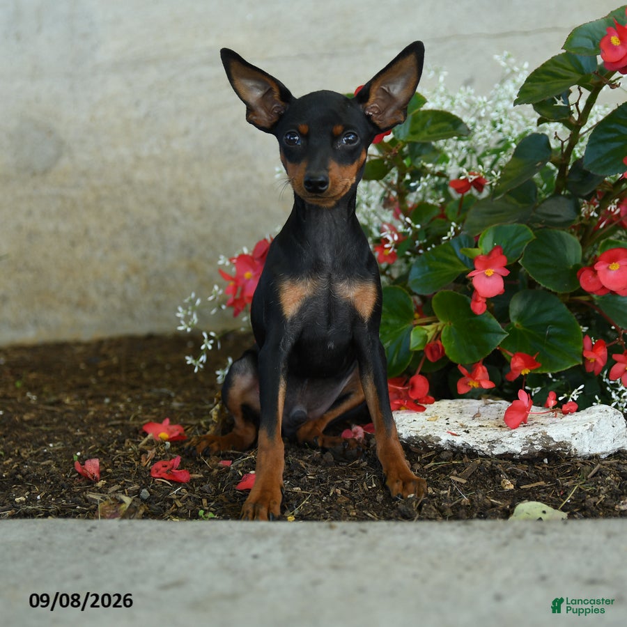 Miniature Pinscher dogs Plato - Ad 1