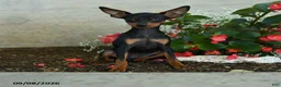 Miniature Pinscher dogs for sale: Plato - Ad 1