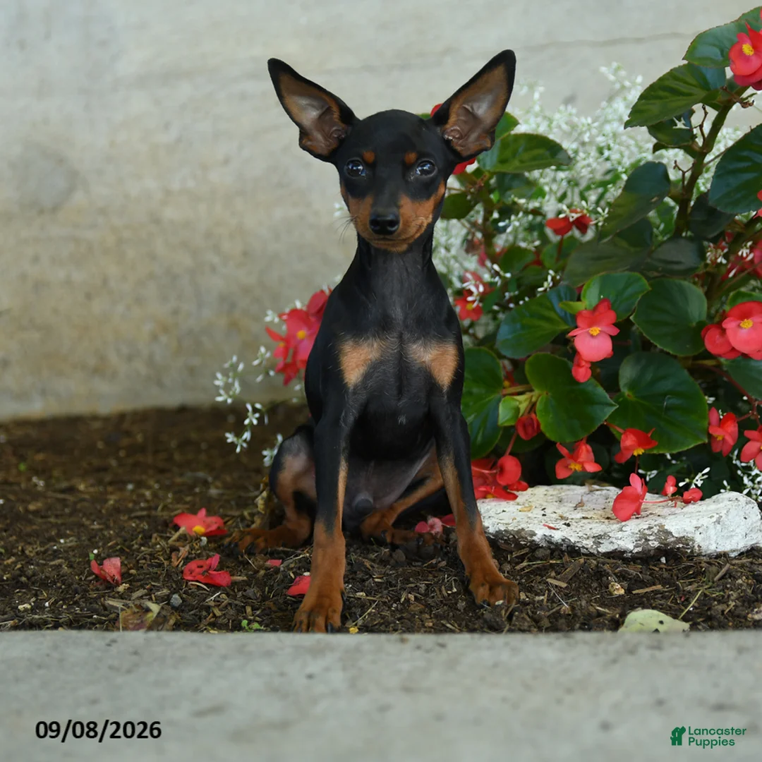 Miniature Pinscher dogs for sale: Plato - Ad 1
