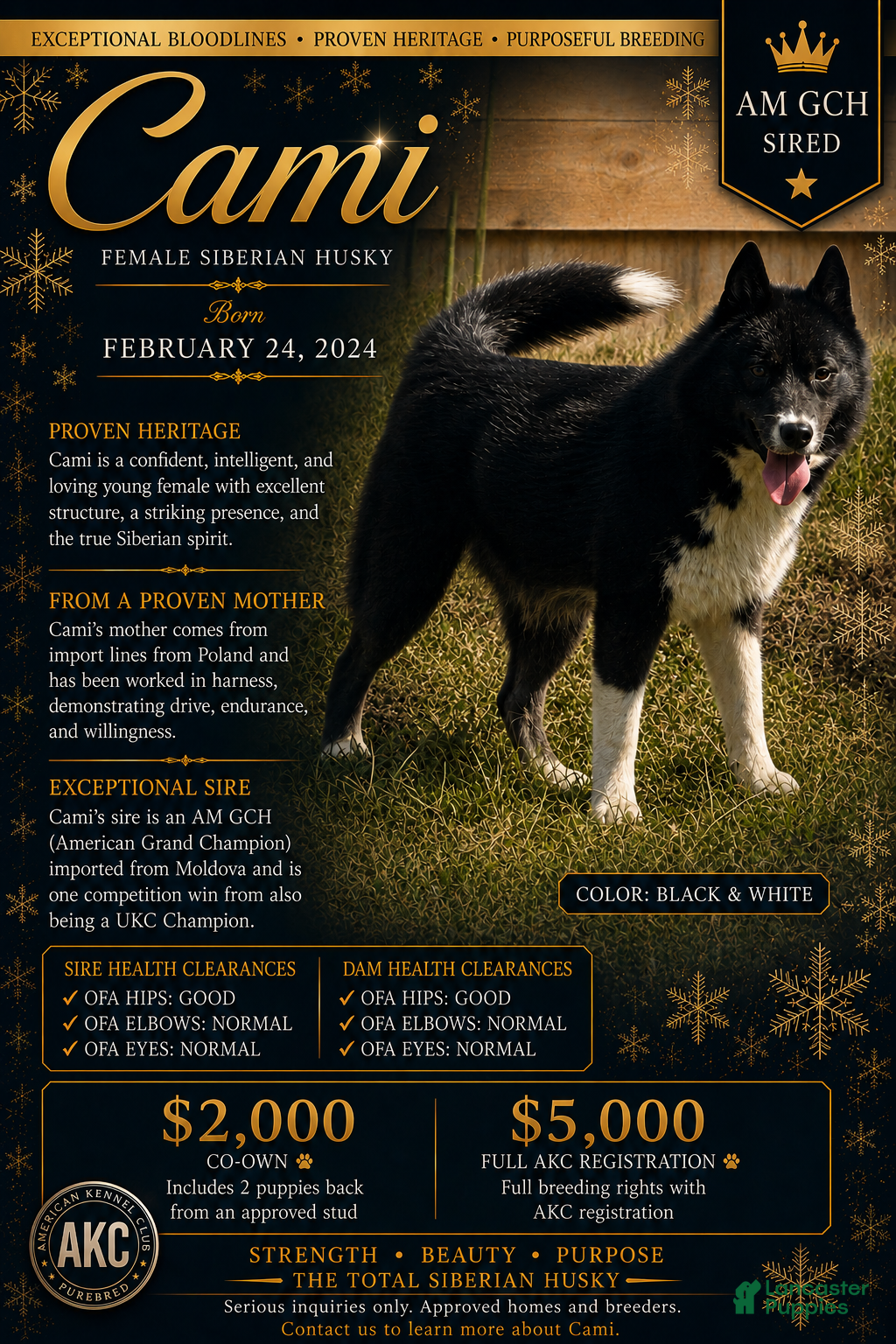 Siberian Husky dogs Cami - Ad 39
