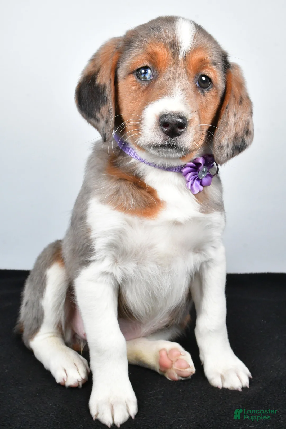 Mixed Breed dogs for sale: Twinkie - Ad 6