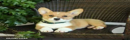 Welsh Corgi Pembroke dogs for sale: Shadow - Ad 4