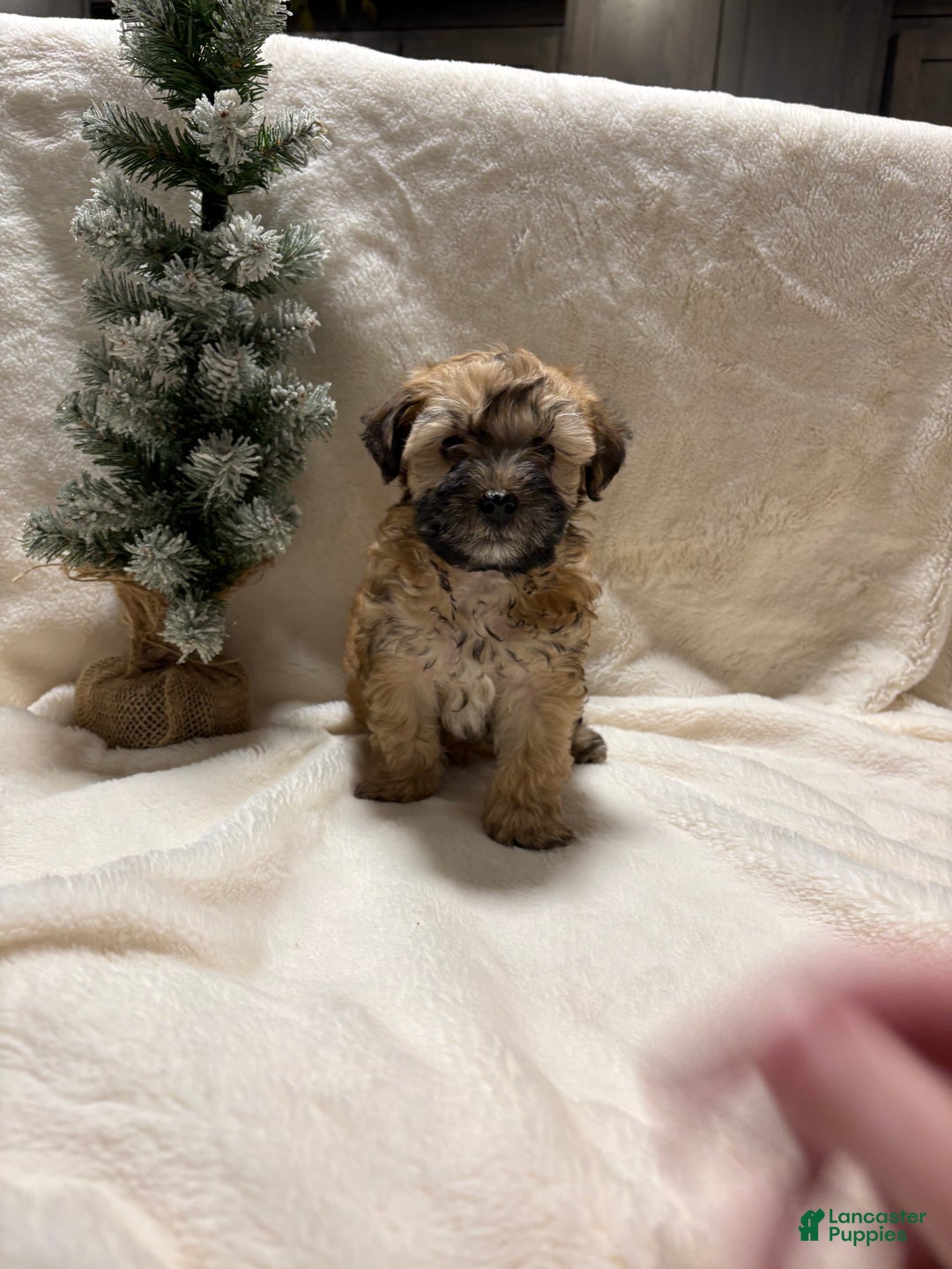 Mixed Breed dogs for sale: bo - Ad 1