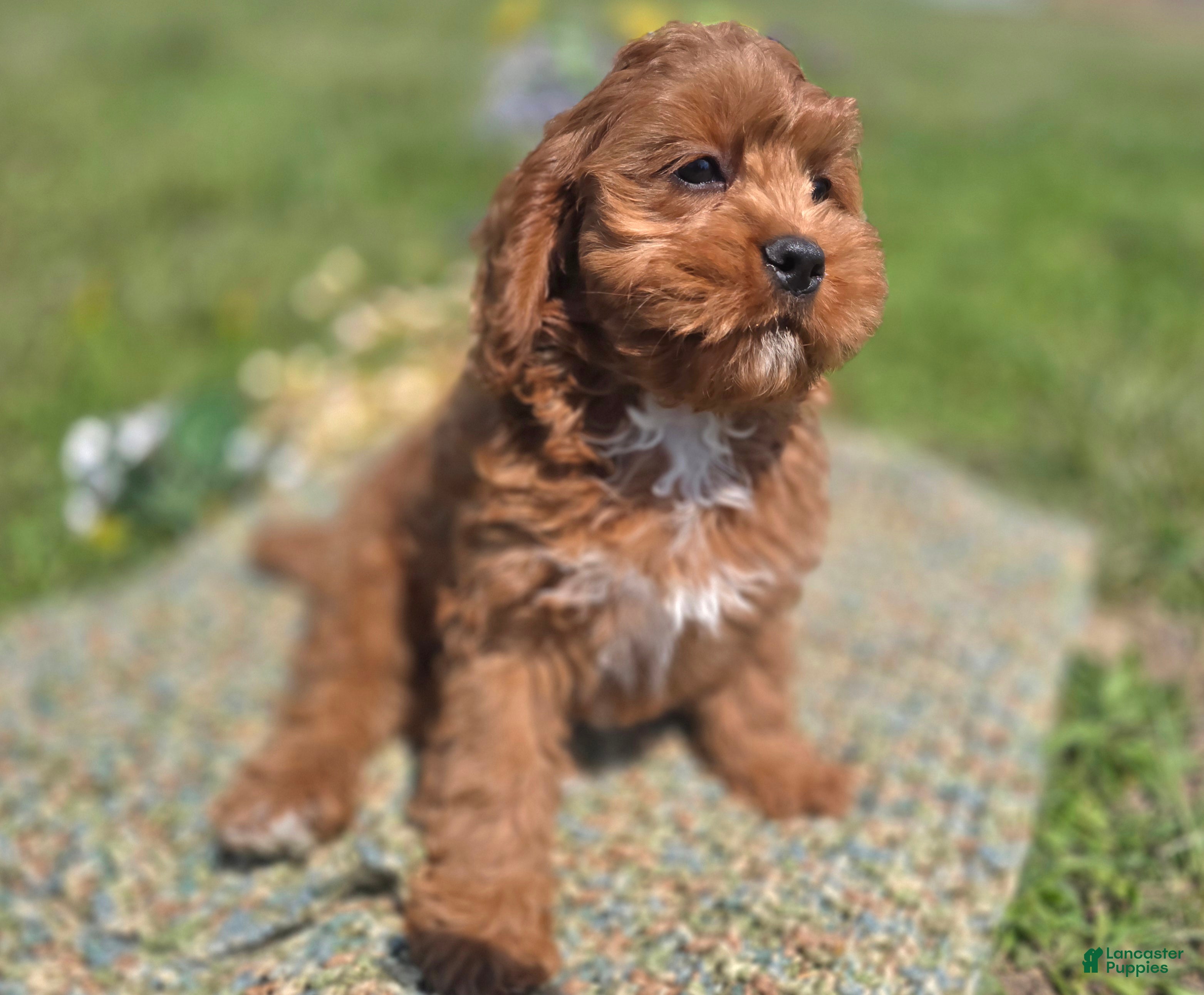 Cavapoo dogs Denali - Ad 42